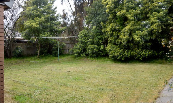 b_backyard.JPG